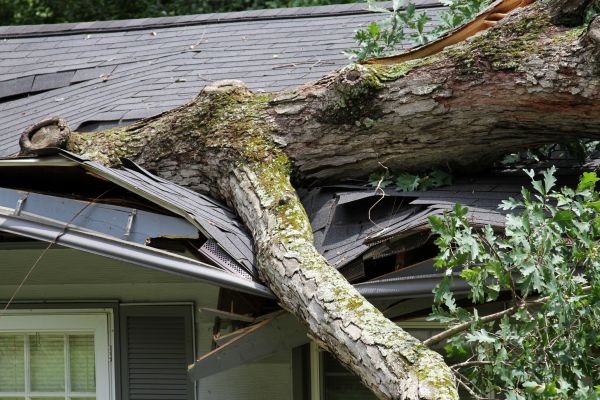 Storm Remediation in Deland